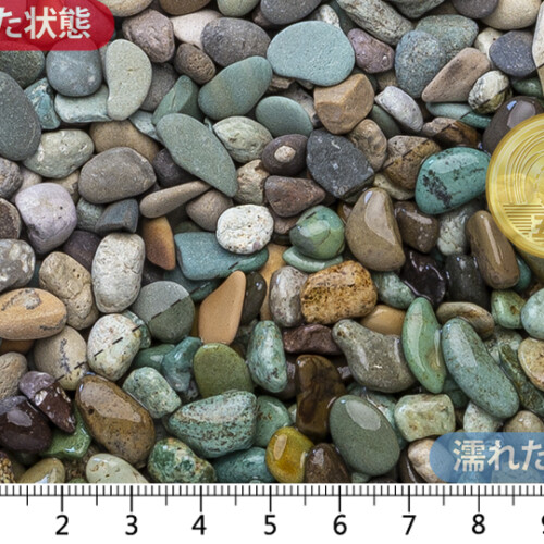 天草　3分(7-10mm)内外