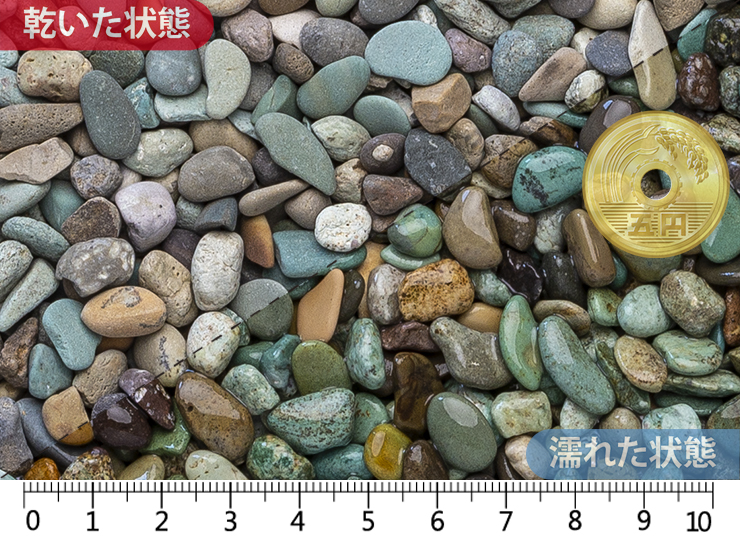 天草 3分(7-10mm)内外