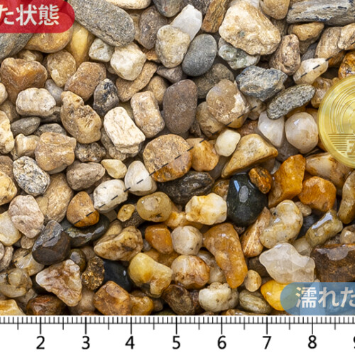 越南部　3分(6-20mm)内外