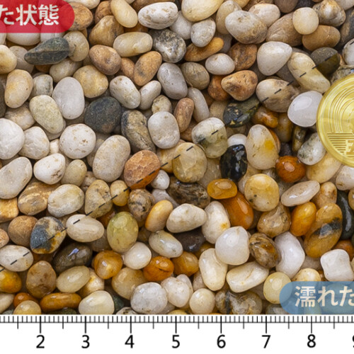 フリージア ドライ　3分(7-15mm)