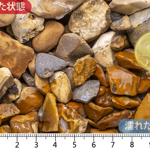 ゴールデン　5-30mm内外